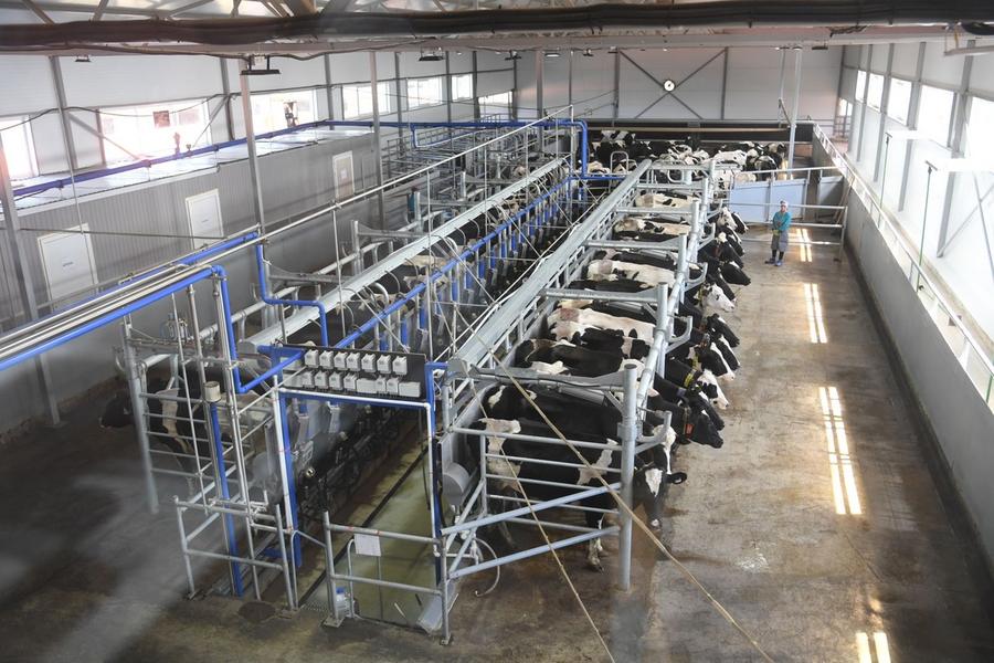 Минниханов ознакомился с темпом уборочных работ в Апастовском районе