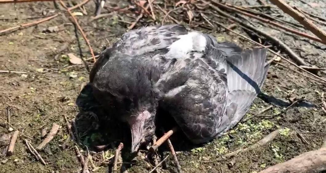 Жители Казани пожаловались на мор птиц на озере Большое Чуйково