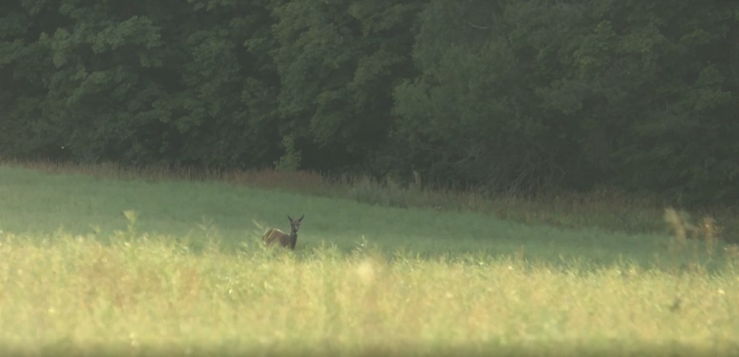 В заказнике «Лесной ключ» замечены маралята