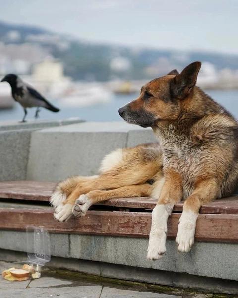 В Ялте скончался пес, который более 12 лет ждал своего погибшего хозяина на набережной