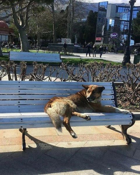 В Ялте скончался пес, который более 12 лет ждал своего погибшего хозяина на набережной