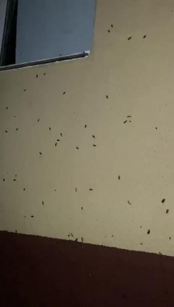 Нижнекамский многоквартирный дом кишит тараканами
