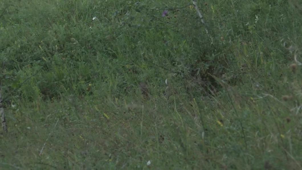 Бугульминцы заметили в лесу куницу