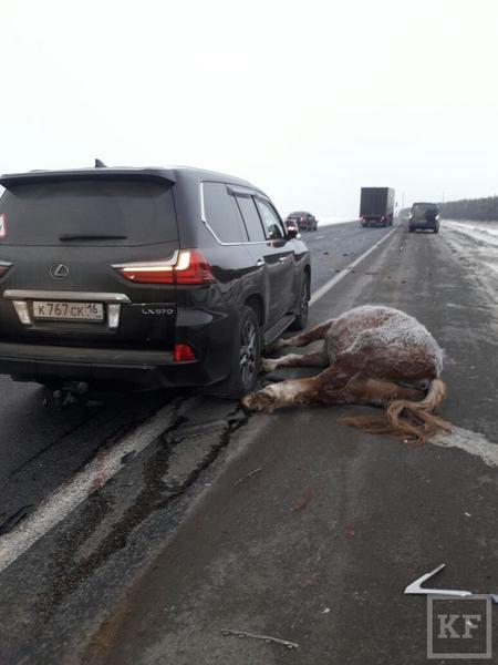 На трассе М-7 в Татарстане Lexus насмерть сбил лошадь