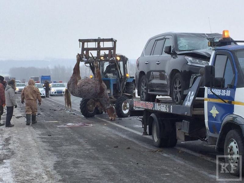 На трассе М-7 в Татарстане Lexus насмерть сбил лошадь