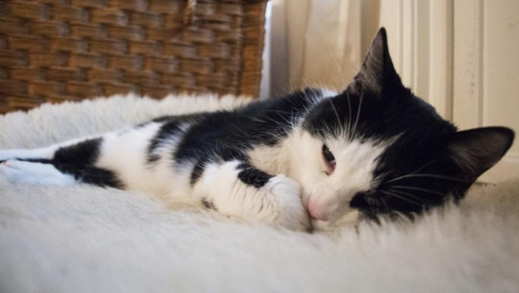 Кот в Норвегии выжил после 40 минут в стиральной машине