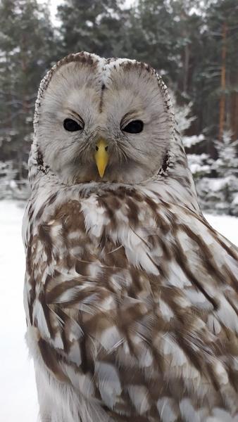 Неясыть получила сотрясение мозга, на лету врезавшись в здание Елабуги