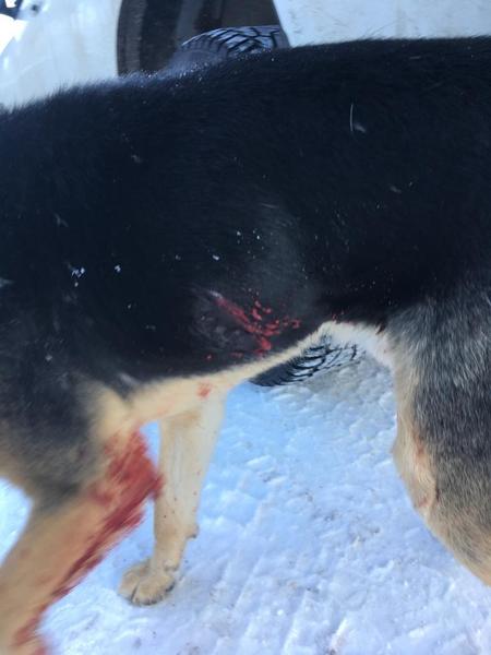 В Татарстане неизвестные обстреляли собаку из пневматического оружия