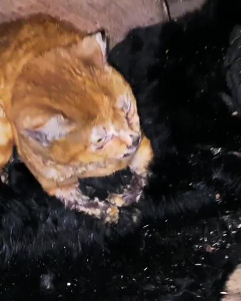 В Татарстане работник пилорамы бросил живую кошку в печь – она мешала ему пить