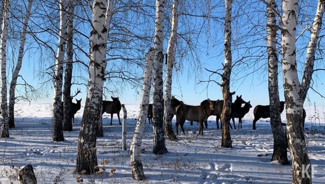 Где отдохнуть в Татарстане: шесть маршрутов на новогодние каникулы