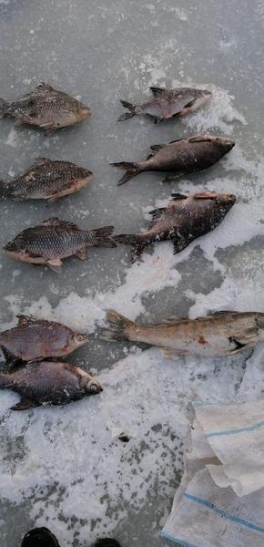 Двум татарстанцам грозит срок за выловленных рыб из Волги