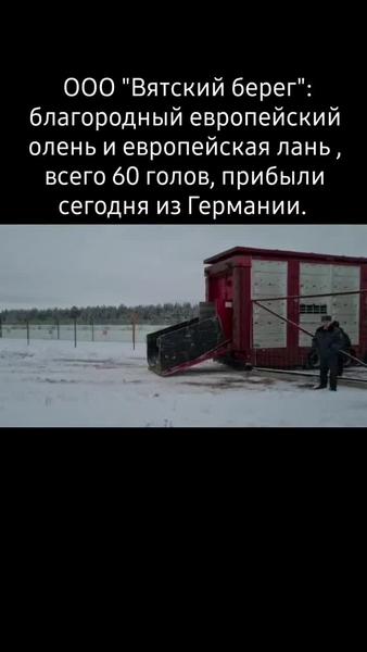 В Елабужский район из Германии доставили полсотни благородных оленей