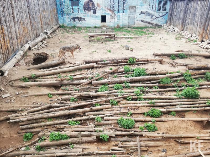 В наступающем году все незаконные зверинцы похоронят