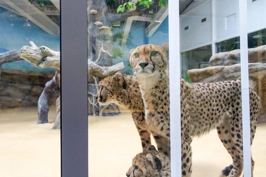 В наступающем году все незаконные зверинцы похоронят