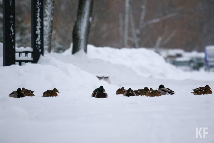 «Мы близимся к точке невозврата»: профессор КФУ рассказал о фатальных последствиях изменения климата в Татарстане «Мы близимся к точке невозврата»: профессор КФУ рассказал о фатальных последствиях изменения климата в Татарстане