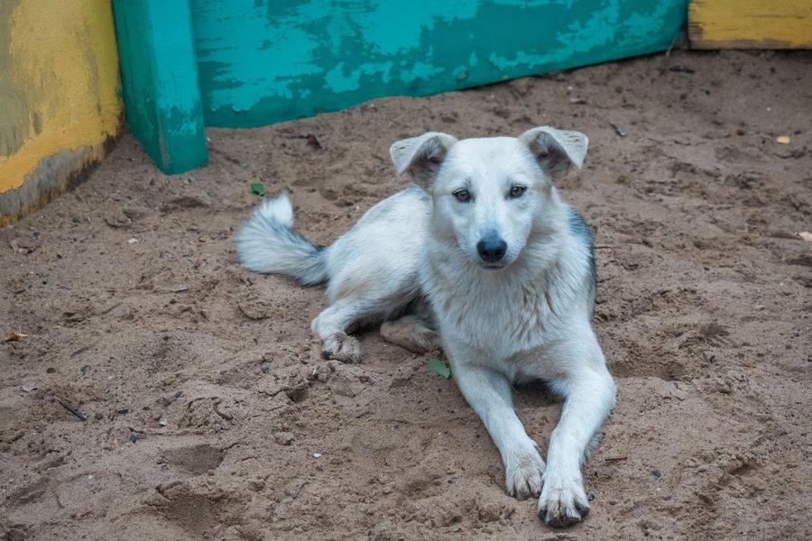 «В зооцентре содержатся сотни щенков, из которых большая часть – это нежелательный приплод домашних»