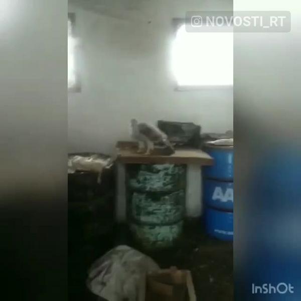 Житель Татарстана третий день пытается выселить ястреба из сарая