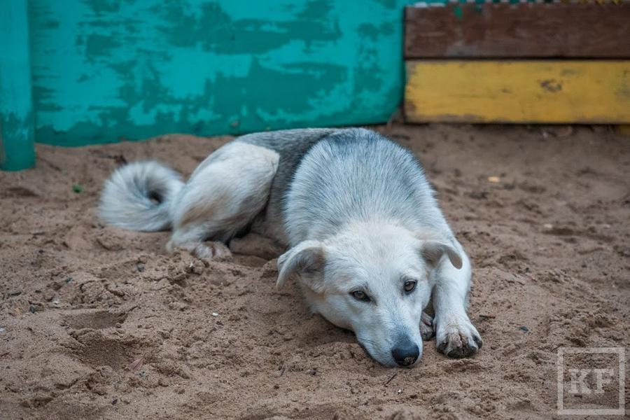 Закон Путина не указ: в Нижнекамске продолжают умерщвлять бездомных животных без разбора