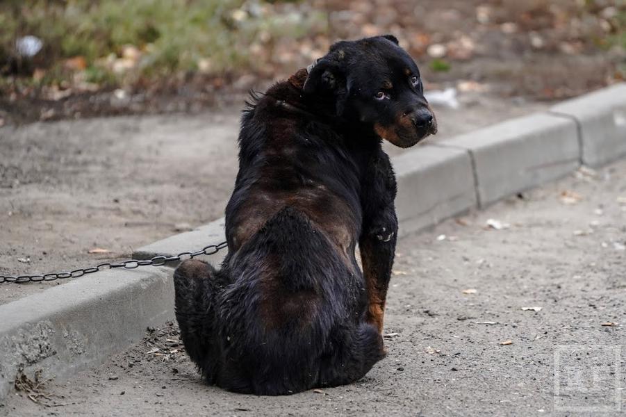 Бугульминцы недовольны засильем бездомных собак и медициной