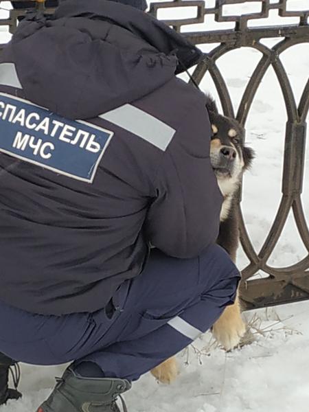 Челнинские спасатели вызволили застрявшего в заборе Винни-Пуха