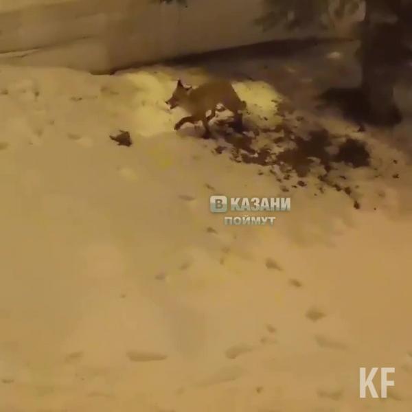 В центре Казани сняли на видео дикую лису