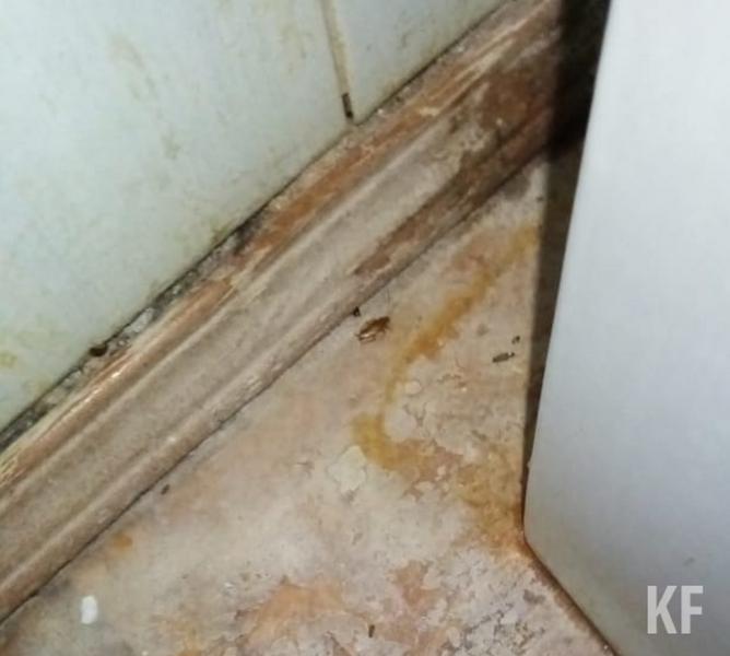 В Чистополе пожаловались на тараканов в детском отделении больницы