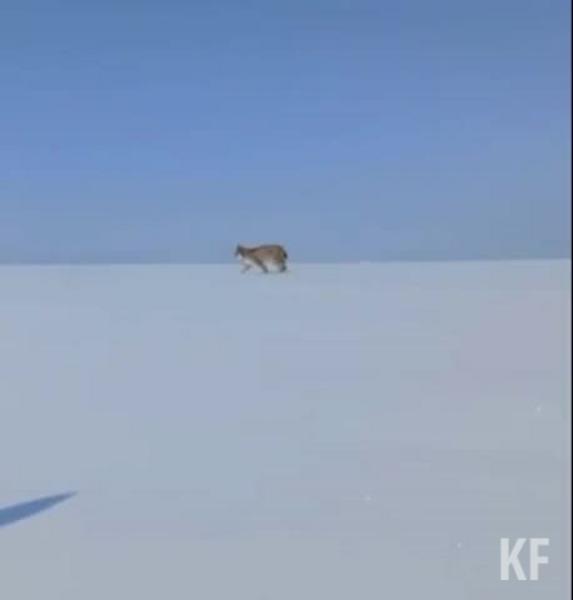 В Кукморском районе Татарстана возле деревни заметили бегающую рысь
