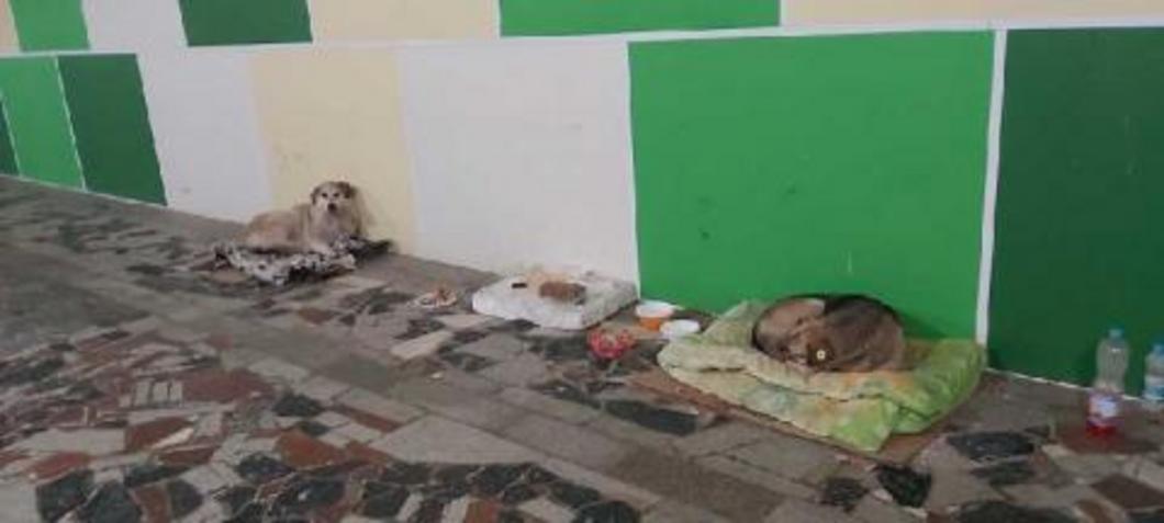 Власти Челнов заявили, что не станут трогать бездомных собак