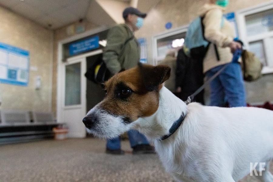 В Татарстане началась «война» собак и людей