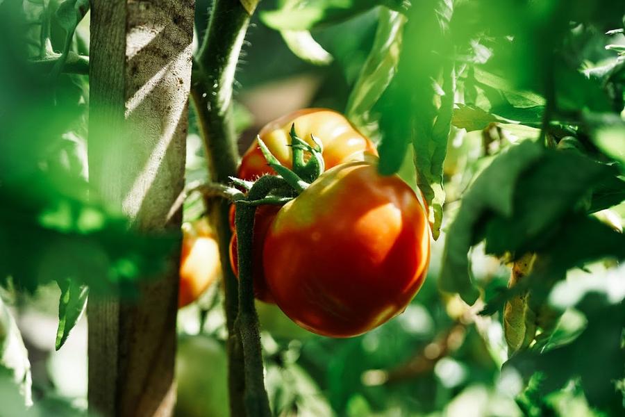 Садоводам: как правильно выращивать рассаду на подоконнике