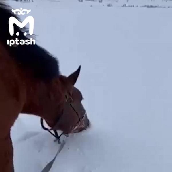Студентка ветеринарной академии в Казани выкупила у цыган лошадь, чтобы спасти от смерти