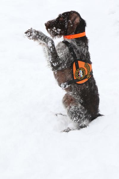 Казанская дратхаар Гретта признана лучшей служебной собакой-спасателем в России