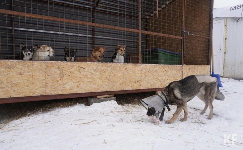 Собака бывает кусачей: казанцев терроризируют бездомные псы