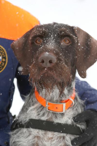 Казанская дратхаар Гретта признана лучшей служебной собакой-спасателем в России