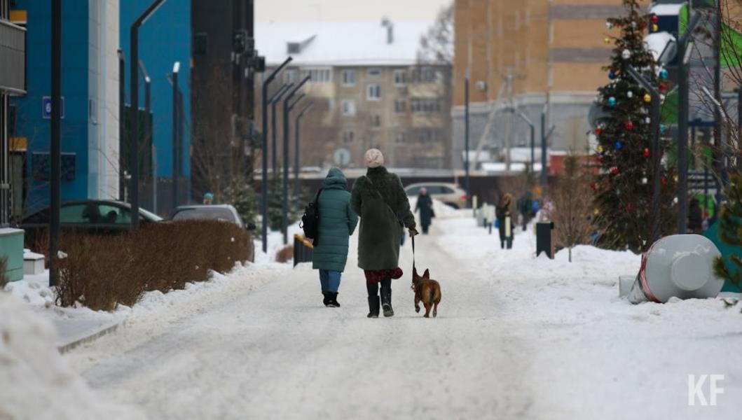 Отловщик собак в Альметьевске: Ежедневно проводят одну-две проверки, которые делают вывод о моей добросовестности