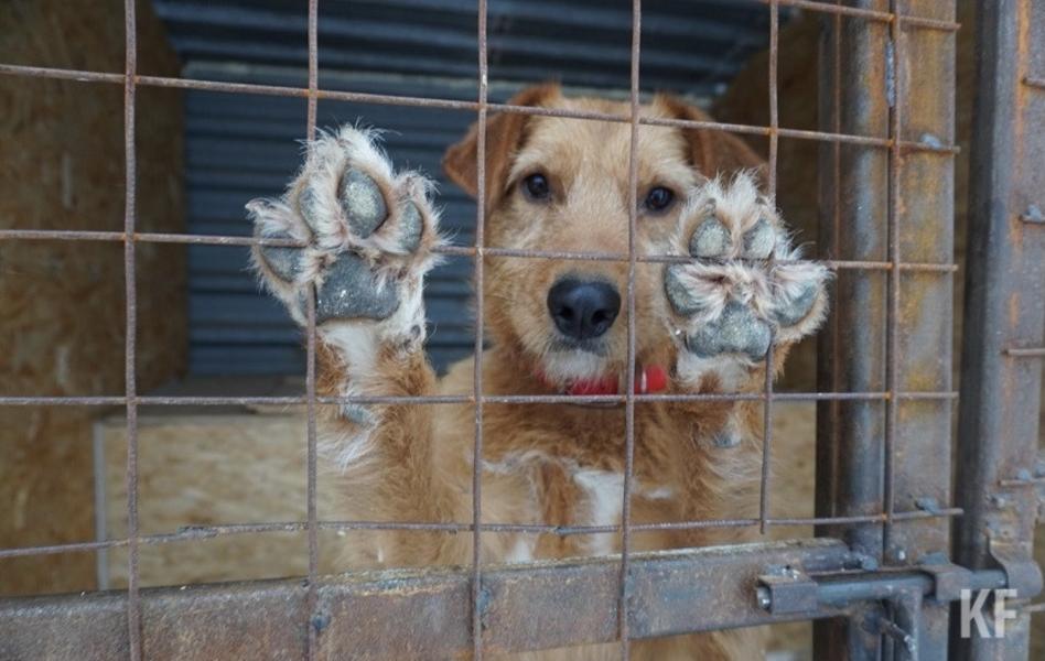Собака бывает кусачей: казанцев терроризируют бездомные псы