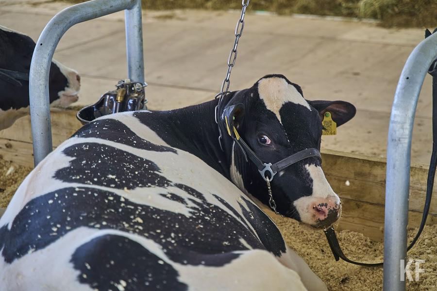 Старый новый враг: бактерии забирают у ковида звание «главной угрозы человечеству»