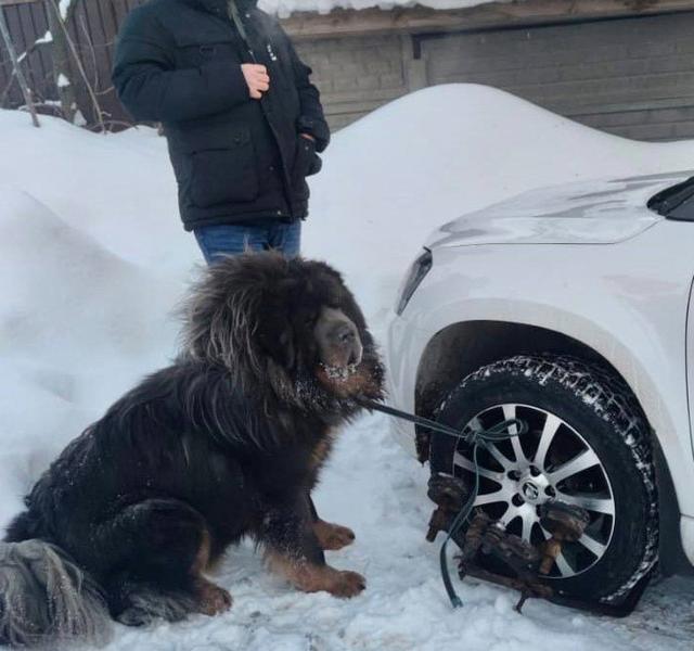 В Казани должница привязала собак к колесам, чтобы приставы не смогли арестовать машину