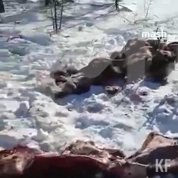 Прокуроры проверяют информацию об убийстве 27 северных оленей на Сахалине