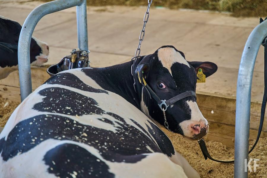 Реанимация для жилого фонда: в Елабуге подвели итоги 2022 года