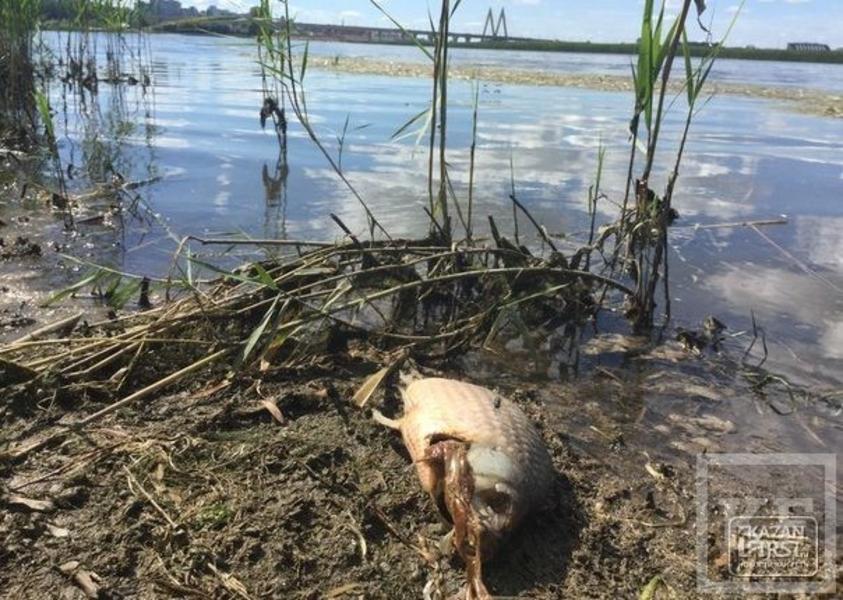 Экологи исключили промышленный сброс в Казанку. Теперь в гибели рыбы и птиц винят токсины, выделяемые гниющими водорослями