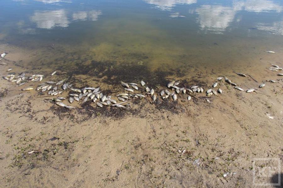 В Татарстане зафиксировали очередной мор рыбы