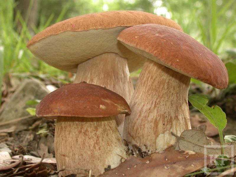 Роспотребнадзор: в Татарстане увеличились случаи отравления грибами