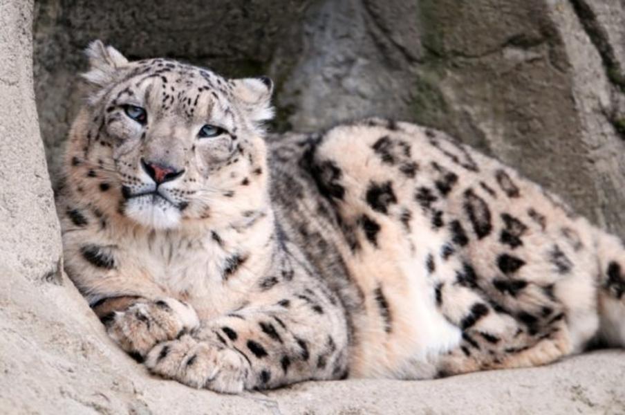 В зоопарке Казани от болезни скончался последний снежный барс 