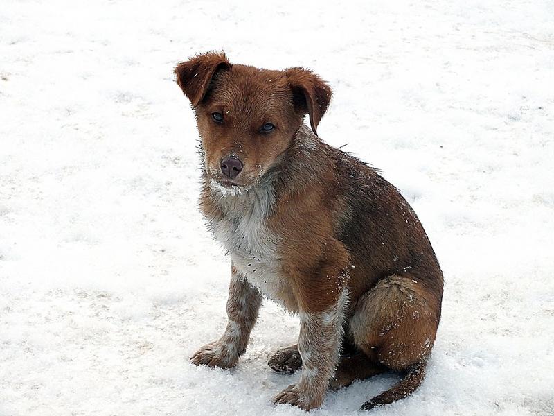 Власти Лениногорска отчитались об отлове бездомных собак