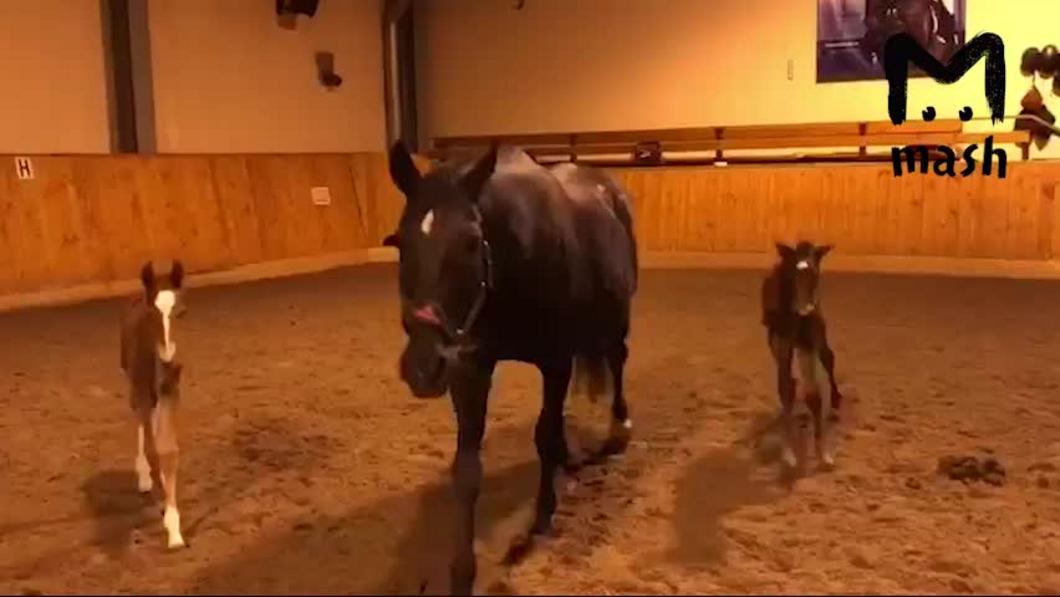 Казанские ветеринары провели уникальную операцию надорвавшей сухожилия лошади