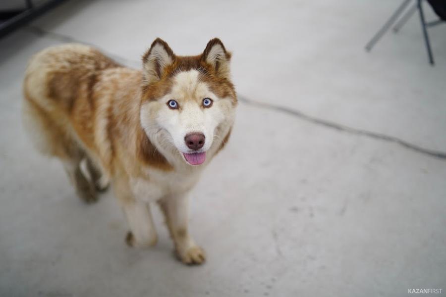 «Книга жалоб»: чем недовольны жители Набережных Челнов