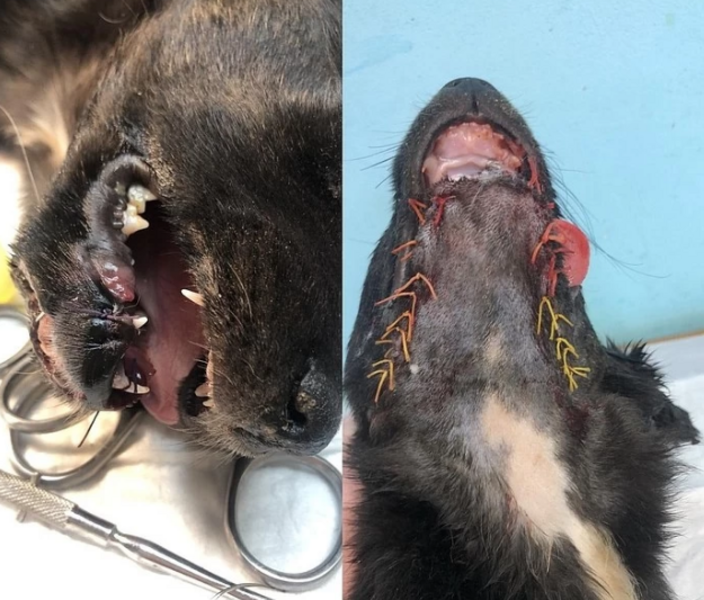 В Ростовской области подростки взорвали петарду в пасти у щенка