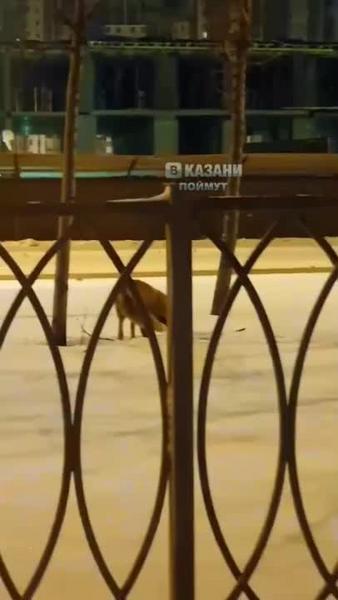 В центре Казани гуляют две лисы