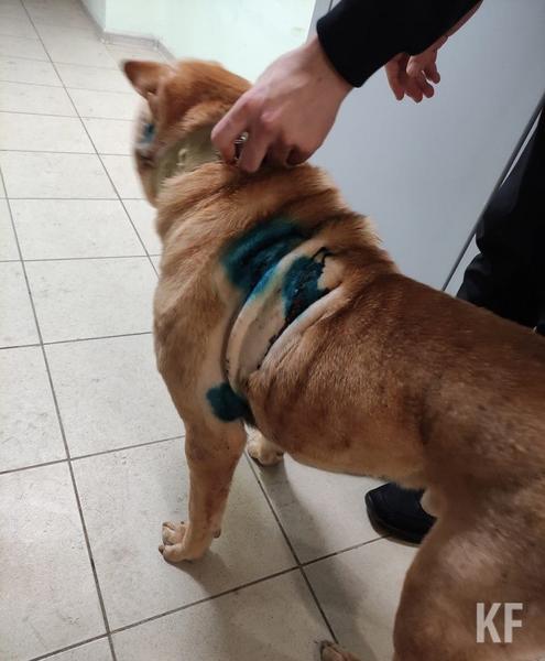 В Татарстане мужчина нанес 10 ножевых ранений своей собаке